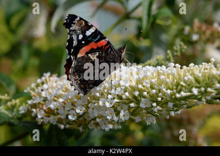 red admiral on white flowers. Open wings show distinctive red white and black markings Stock Photo