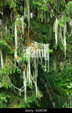 Spruce tree with Old Man's Beard or Methuselah's Beard lichen (Usnea longissima or Dolichousnea longissima), Tongass National Forest, Alaska, USA Stock Photo