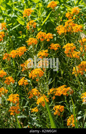 Orange wallflower (Erysimum) Stock Photo