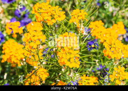 Siberian wallflower (Erysimum × marshallii) Stock Photo