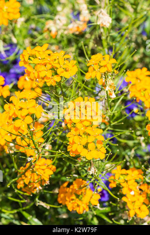Siberian wallflower (Erysimum × marshallii) Stock Photo