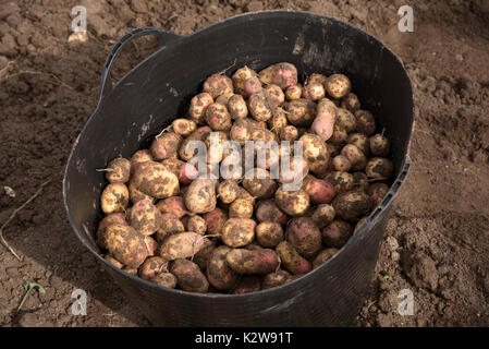 Freshly harvested potatoes in a black bucket Stock Photo