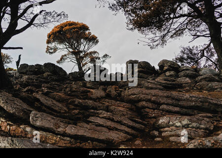 Dramatic image after a vegetation fire in Montenegro Stock Photo