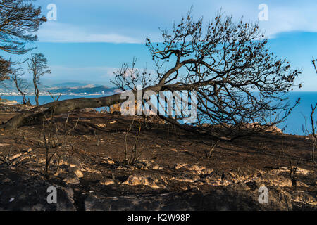 Dramatic image after a vegetation fire in Montenegro Stock Photo