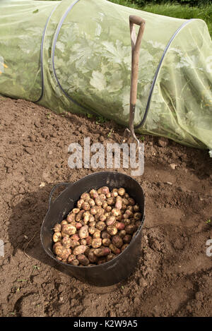 Freshly harvested potatoes in a black bucket Stock Photo