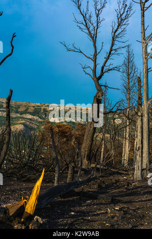Dramatic image after a vegetation fire in Montenegro Stock Photo