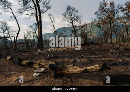 Dramatic image after a vegetation fire in Montenegro Stock Photo