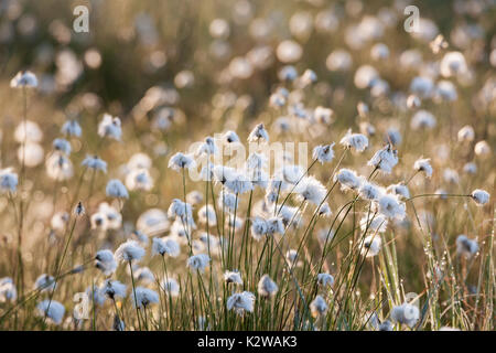 Cotton grass at sunlight Stock Photo