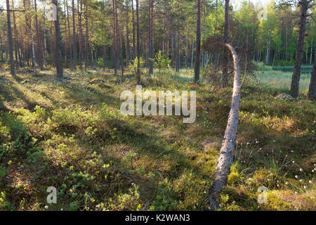 Morning light in forest Stock Photo