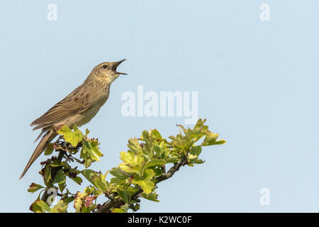 Common Grasshopper warbler brown songbird Locustella naevia mating on a tree branch during springtime in a forest. Stock Photo