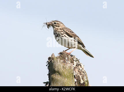 European Meadow Pipit (Anthus pratensis) with caugh insects. Stock Photo