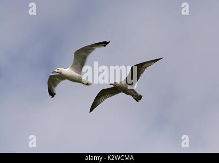 Herring Gull, Larus argentatus, adult with juvenile in flight, Morecambe Bay, Lancashire, UK Stock Photo