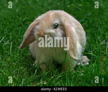 Baby Mini Lop Rabbit Doe Stock Photo