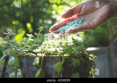Seedling concept by human hand apply fertilizer young tree over green background Stock Photo
