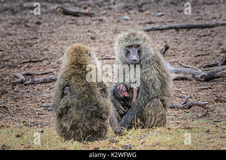 Two mother Olive Baboons, Papio anubis, holding tiny babies with each baby holding on with hands, Ol Pejeta Conservancy, Northern Kenya, East Africa Stock Photo