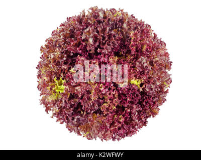Lollo Rosso coral lettuce salad head top view isolated on white Stock Photo