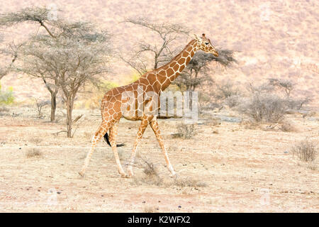 Side view of a solitary Reticulated Giraffe, Giraffa camelopardalis reticulata, walking in Buffalo Springs National Reserve, Kenya, East Africa