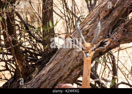 Close-up of a cute young wild Gerenuk, Litocranius walleri, Buffalo Springs Game Reserve, Samburu, Kenya, East Africa Stock Photo