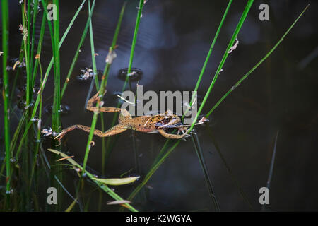 With fir needles on its back and a shaft of sunlight on the water, a Northern red-legged frog floats, spread-eagled, in a pond, holding a sedge. Stock Photo