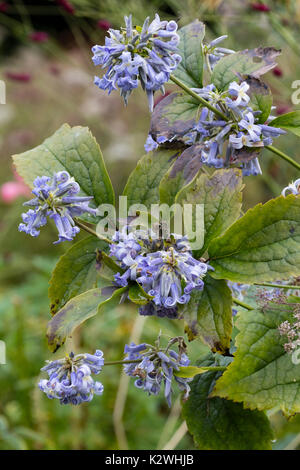 Clustered tubular blue flowers ofthe non-climbing perennial clematis, Clematis heracleifolia 'Cote d'Azur' Stock Photo