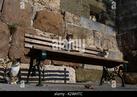 Cats on a bench near Neratzia castle in Kos town, Greece. Stock Photo