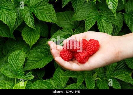 Boy's hand holding freshly picked raspberries. Raspberry bush in background. Stock Photo