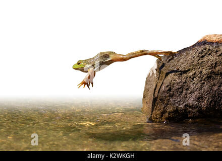 American bullfrog (Lithobates catesbeianus) leaping, isolated on white ...