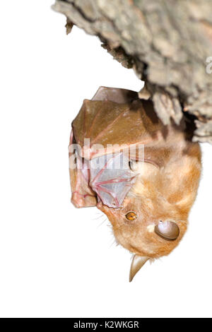 Female Peter's dwarf epauletted fruit bat (Micropteropus pussilus) with newborn pup hanging in a tree, isolated on white background. Stock Photo
