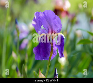 Large purple iris flower with buds blooming in a field with other flowers with shallow depth of field Stock Photo