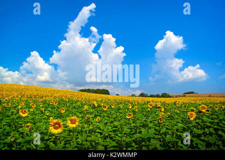 ITALY, TUSCANY, TOWNS, LANDSCAPES, CROPS, FARMS, SCULPTURES, FARMS, SUNFLOWERS, ETRUSCAN, Stock Photo