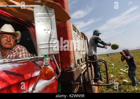 Report and portrait of the life and workers of the field. The  Jornaleros working in the vineyards of the coast of Hermosillo, Mexico. Stock Photo
