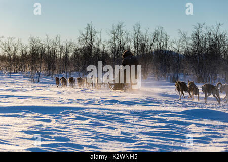 Dog sledding in the snowy landscape of Kiruna, Norrbotten County, Lapland, Sweden Stock Photo