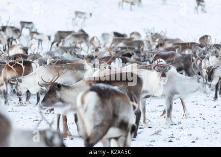 Herd of reindeer, Abisko, Kiruna Municipality, Norrbotten County, Lapland, Sweden Stock Photo