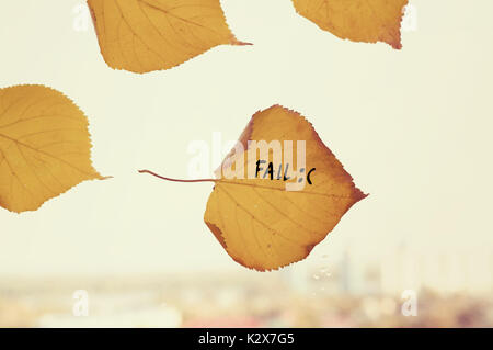 many yellow fallen leaves labeled fall stuck to the window on the skyline. Fallen autumn leaf in shape of heart Stock Photo