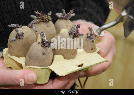 Solanum tuberosum. Chitted seed potatoes in a recylced egg box ready for planting out - spring, UK Stock Photo