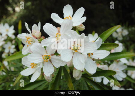 Choisya x dewitteana 'Aztec Pearl' or Mock Orange Blossom, an aromatic, evergreen shrub, in full bloom in late spring in an English garden border, UK Stock Photo