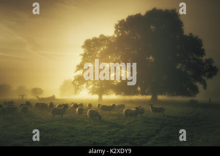 A flock of sheep graze in a meadow just before the sun came up Stock Photo