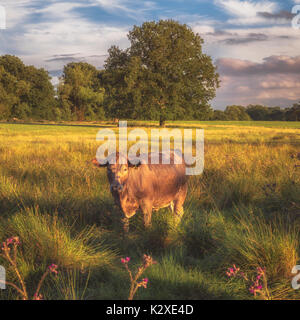 Cow in a field on a summer's evening Stock Photo