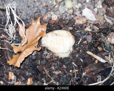 close up of small soft white mushroom fungi cap head on ground forest; England; UK Stock Photo
