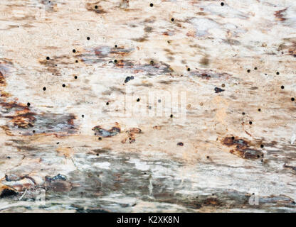 close up of striped bark with holes in caused by termites; England; UK Stock Photo