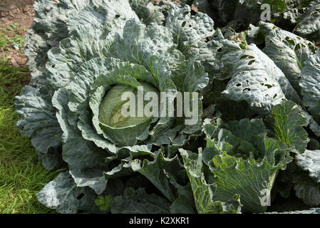 A close-up view of a large cabbage ready for harvesting on an English allotment. The cabbage weighs 9lbs. Stock Photo