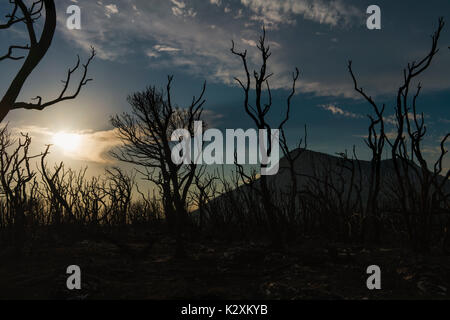 Dramatic image after a vegetation fire in Montenegro Stock Photo
