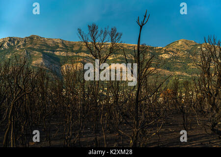 Dramatic image after a vegetation fire in Montenegro Stock Photo