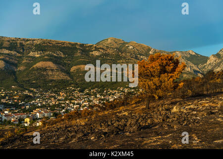 Dramatic image after a vegetation fire in Montenegro Stock Photo