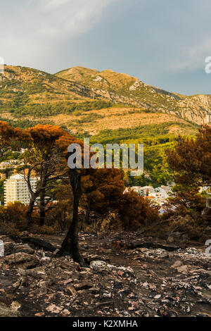 Dramatic image after a vegetation fire in Montenegro Stock Photo
