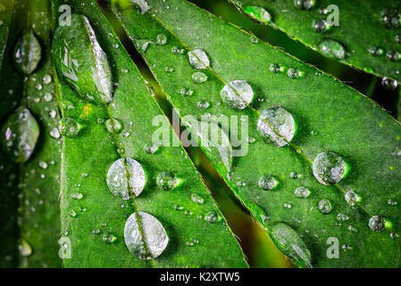 Raindrops on a lupin sheet, Regentropfen auf einem Lupinen-Blatt