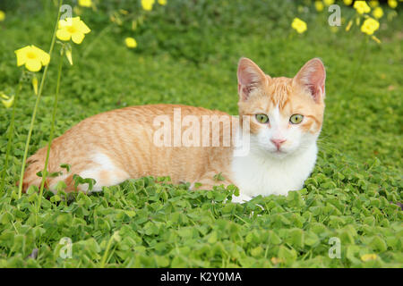 domestic cat, red tabby white, lying on a meadow with clover Stock Photo