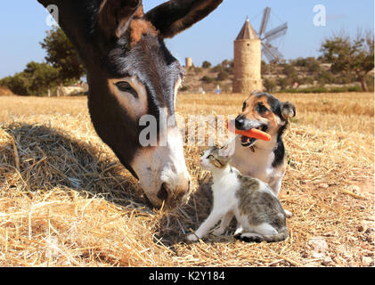 Donkey, Cat and Dog Stock Photo - Alamy