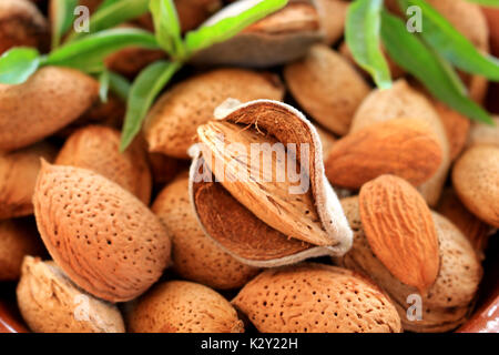 freshly picked almonds Stock Photo