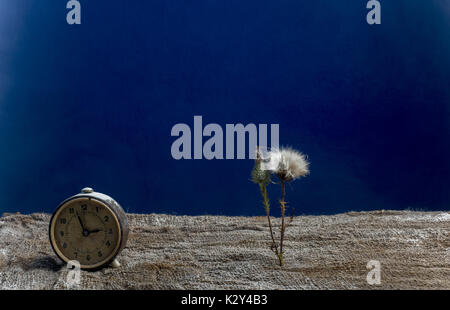 beautiful flower and an alarm clock on the ground on a bright blue background Stock Photo